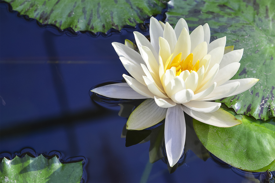 White lotus flower floating peacefully on a pond.